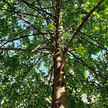 Apartma Tara Prebold