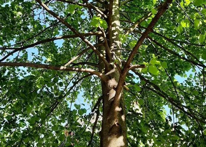 Apartma Tara Prebold